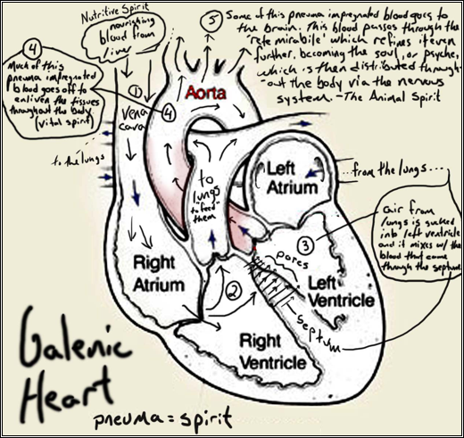 :::::Words:Daniel's Papers and Notes:Galen to Mondino :Heart Pictures:Galenic_Heart_diagram.jpg