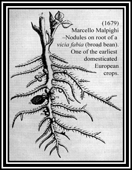 Malphigi-roots-nitrogena